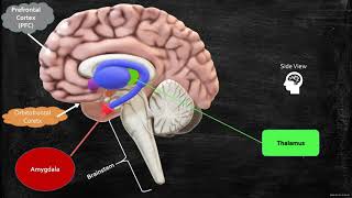 Neurobiology of Anxiety Worrying and Fear [upl. by Acirderf601]