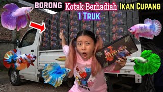 BORONG IKAN CUPANG 1 MOBIL TRUK  Sampai Di Usir Mama Tolong [upl. by Jenifer416]