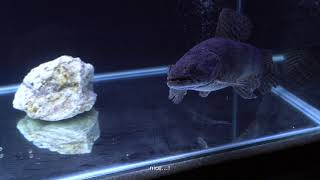 Aimara wolf fish eats live feeding [upl. by Ahsiet]