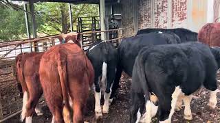 Ac ‘RB amp BJ COOPER’ Corryong  8 Yard Weaned Coloured Steer Calves [upl. by Ahsha409]