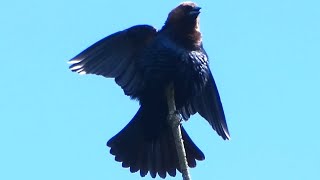 Brownheaded Cowbird Calling  Bird Calls and Sounds  A Bird Sitting In A Tree  shorts [upl. by Alex]