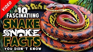 10 Fascinating Snake Facts You Didnt Know [upl. by Einhorn]