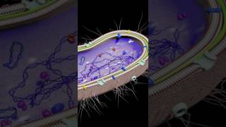 Kingdom Protista biology theoryofphysics physicsfun anubhavsir gwalior [upl. by Jaylene711]