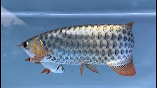 Super Rare amp Beautiful Devil Arowana Fish in the World [upl. by Naivaf]