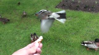 Slow Motion Chaffinch in flight [upl. by Nivad]