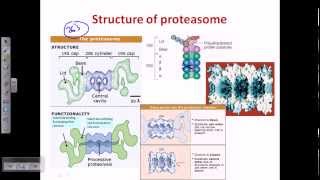 Ubiquitination protein degradation [upl. by Giuliana]