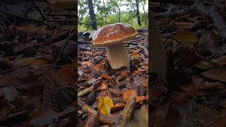 Get away from the hustle and bustle of the city and get up close and personal with mushrooms [upl. by Naima]