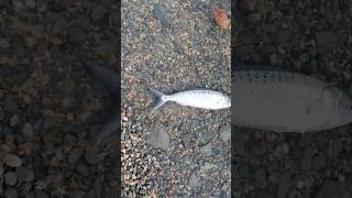 Nice Kahawai Fishing nz kahawai surfcasting [upl. by Enelrats37]