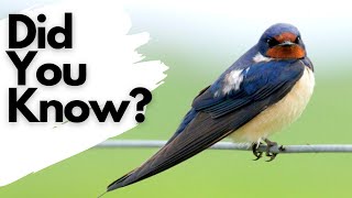 Things you need to know about SWALLOWS [upl. by Llerrud902]