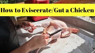 How to EviscerateGut a Chicken [upl. by Nosraep]