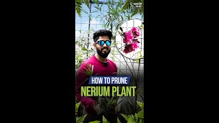 How To Prune Your Nerium Oleander Plant [upl. by Felipe]