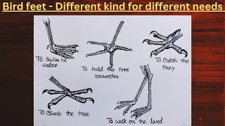 Bird feet drawing ll bird feet different kind for different needs ll a busy month ll class 4 Evs ll [upl. by Akenahs]