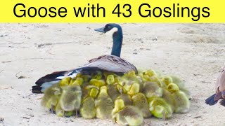 Mother Goose With 43 Goslings … A Canada Geese Gang Brood [upl. by Elliven]