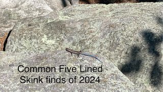 Common Five Lined Skink finds of 2024 [upl. by Kcerb829]