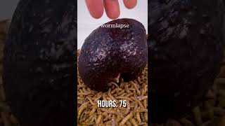 Mealworms eating an Avocado from the inside [upl. by Zane766]