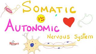 Somatic vs Autonomic Nervous System  Physiology [upl. by Otrebire488]