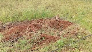 19 acre farm house land sale near santhamarahalli 9611154959 [upl. by Schroder]