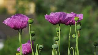 Poppy Papaver somniferum [upl. by Tat]