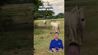 ⚠️CUIDADO con ACCIDENTES entre PERROS PEQUEÑOS Y CABALLOS SUELTOS⚠️LealCan shorts educacioncanina [upl. by Uphemia541]