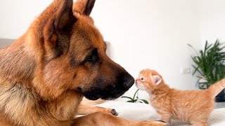 German Shepherd Reacts to Kittens Love [upl. by Lomasi]