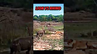 Lion vs Rhino trending animals wildlife shorts rhino lion viralvideo youtubeshorts [upl. by Neeven]