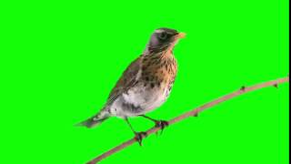 Thrush Turdus pilaris on green screen [upl. by Acissej]