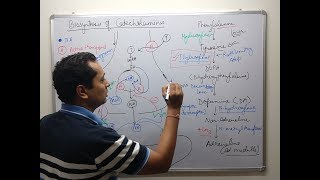 Adrenergic Pharmacology Part 1 [upl. by Domash]