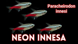 NEON INNESA  Paracheirodon innesi  Ładna i Łagodna Rybka Akwariowa [upl. by Triplett]