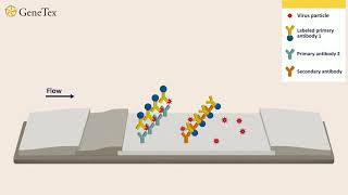 How lateral flow immunoassay works [upl. by Nosna]