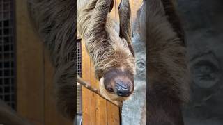 Hanging Sloth🦥  Slow Animal in the World shorts [upl. by Krm]