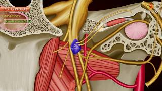 Otic ganglion  Gross anatomy  Roots and Branches  Animated anatomy [upl. by Niamert]