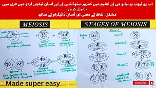 Phases of MeiosisMade super easy Meiosiscell division complete detail in urdu9th classMDCAT [upl. by Gilges]