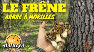 Pour trouver des morilles les frênes et des indices  Saison des morilles [upl. by Darell]