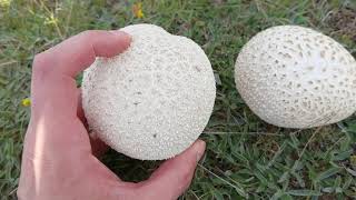 Características del gran pedo de lobo Calvatia utriformis Como prepáralo y cuando consumirlo [upl. by Suollecram]