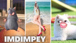 ULTIMATE IMDIMPEY SKITS COMPILATION  FUNNY SHORTS OF IMDIMPEY  PART 3 [upl. by Aleron]