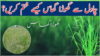 How to control rice ghora grassPeddy weeds  Best rice weedicide sprayگھوڑا گھاس کیسے کنٹرول کریں؟ [upl. by Keslie]