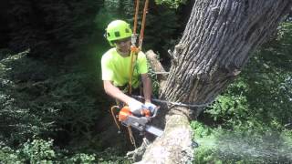 Arborist Tree Removal Big Ash Trees [upl. by Alithia]