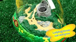 Grow Ladybugs at Home  Ladybug Land  Insect Lore [upl. by Nolrev]