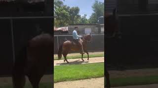 caballo de paso finocaminando por la tabla [upl. by Berkin]