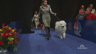 National Dog Show 2024 What to expect at this years event [upl. by Philippa]