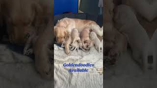 Goldendoodle puppies [upl. by Ivett573]