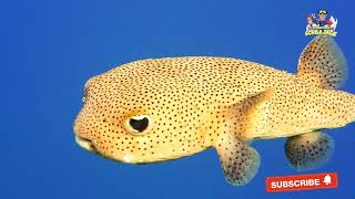 Amazing Facts About the The Puffer Fish [upl. by Drarreg688]