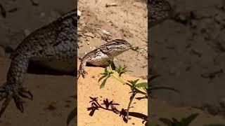 New Mexico Desert 🌵 Lizard 🦎 Staring amp keeping an eye out [upl. by Derraj376]