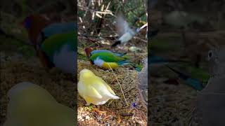 Yellow Green and Blue Gouldian Finches  Finch Aviary  Birds  Bird Sounds bird birds pets [upl. by Niemad846]