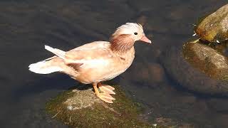 Mandarin duck June 2024 [upl. by Miah]