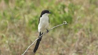 Lanius Cabanisi  alcaudón colilargo  Long tailed Fiscal [upl. by Soigroeg578]