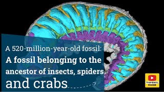 A 520millionyearold fossil A fossil belonging to the ancestor of insects spiders and crabs [upl. by Skippie]