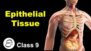 Epithelial Tissue and its Types  Animal Tissues Part 2  in Hindi for Class 9 [upl. by Henryson653]