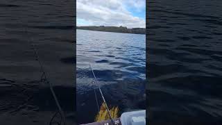 Lac de treouzoune dérive lente dans l anse fypyoutube fishing foryou pecheur perche [upl. by O'Malley]