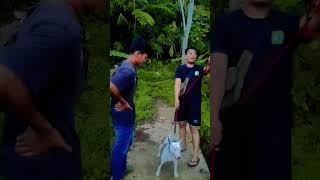 MANG BRUTUZ BOA EDAN DAK youtube shorts videolucu funny videokocak kusang [upl. by Windzer]